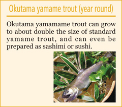 Okutama yamame trout (year round)

