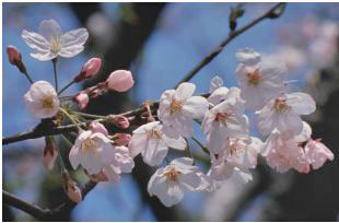Somei-Yoshino cherry blossom
