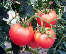 西红柿（1月～11月）
