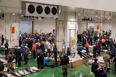 在丰洲市场的“初市”，正在举行金枪鱼的拍卖情景