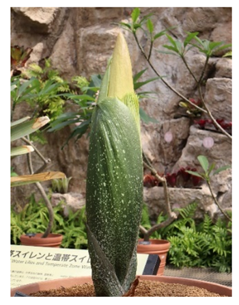 写真1