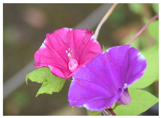 写真2
