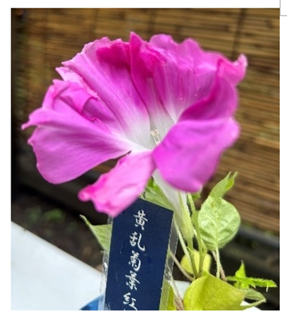 写真6