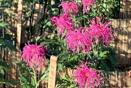 写真1