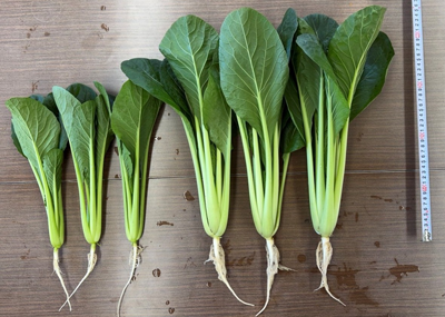 コマツナのサイズ比較の写真