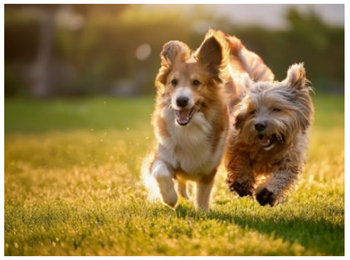 プログラムの写真6