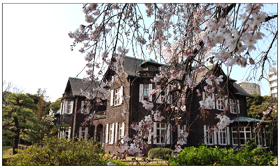 旧古河庭園　しだれ桜の写真