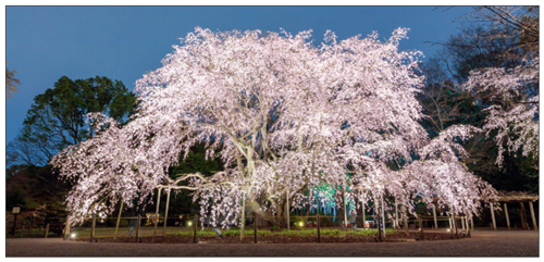 春夜の六義園　夜間特別観賞の写真