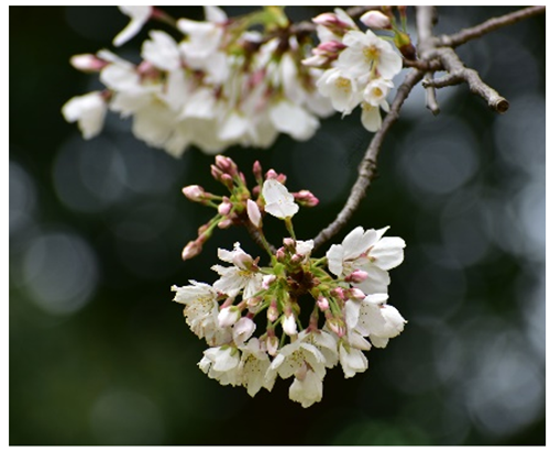 開花状況の写真1
