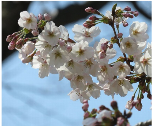 開花状況の写真2