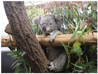 コアラのチャーリーの写真