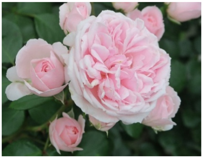 シンデレラの写真