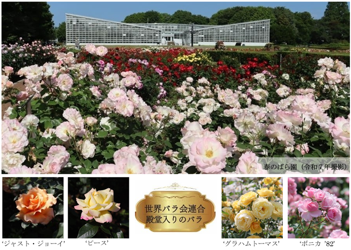 春のバラフェスタの写真