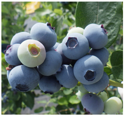 東京ブルーグランデの写真