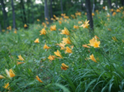 ムサシノキスゲの写真