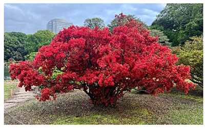 八重霧島の画像