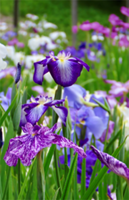 ハナショウブの写真2