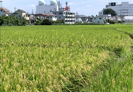 写真1