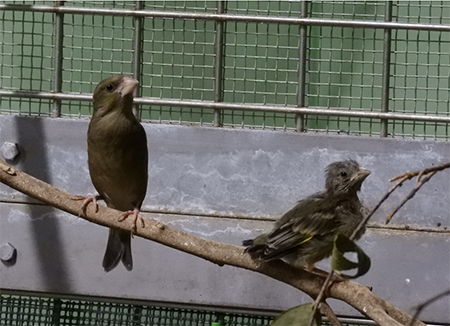 オガサワラカワラヒワの写真