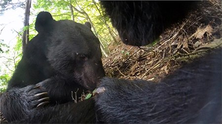 ツキノワグマの写真