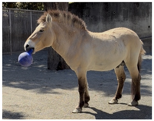 モウコノウマナルの写真