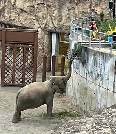 ゾウの写真