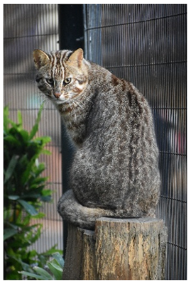アムールヤマネコの写真2
