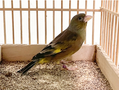 オガサワラカワラヒワの写真