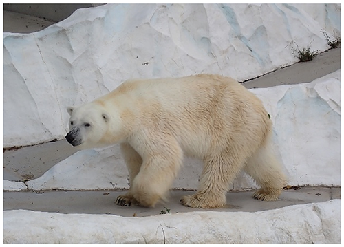 ホッキョクグマの写真