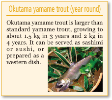 Okutama yamame trout (year round)