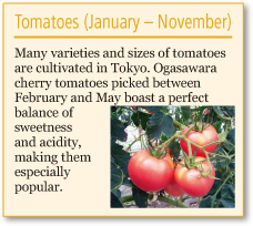 Tomatoes (January – November)