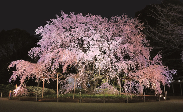 Photo of The weeping cherry tree lit up