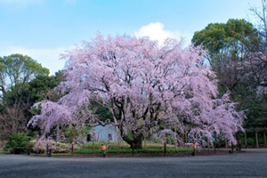 Photo of The weeping cherry tree in daytime