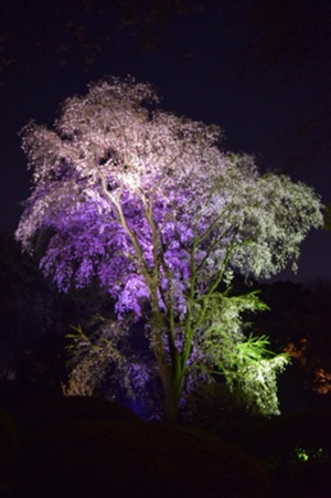 라이트 업된 긴카테이 흔적의 두 번째 수양벚나무의 사진
