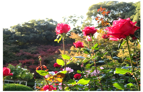 写真4