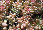 植物の写真3