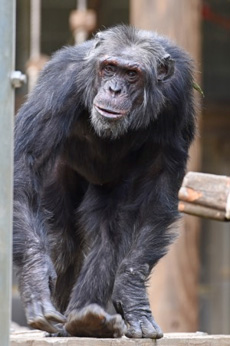 チンパンジーの写真