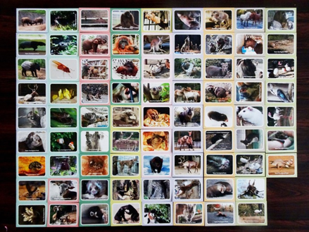 動物観察カードの画像