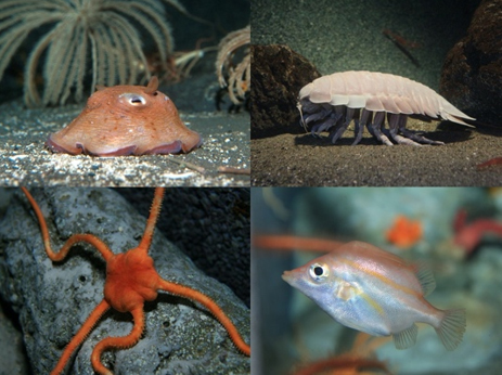 深海の生き物の写真