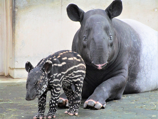多摩動物公園情報 マレーバクが生まれました 東京都