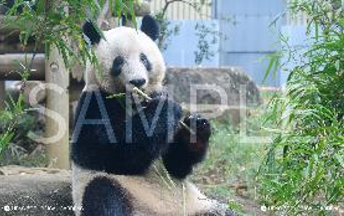 恩賜上野動物園 パンダ誕生日記念企画｜東京都