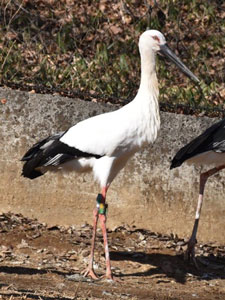 ニホンコウノトリを移動します 東京都