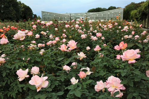 神代植物公園 秋のバラフェスタ 3年ぶり開催 東京都