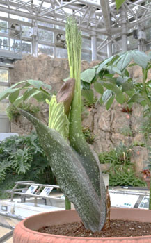 神代植物公園 開花にあわせて臨時 早朝開園 My Tokyo 東京都公式ポータルサイト