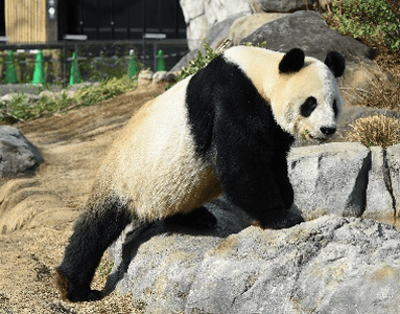 恩賜上野動物園ジャイアントパンダ繁殖期対応｜東京都