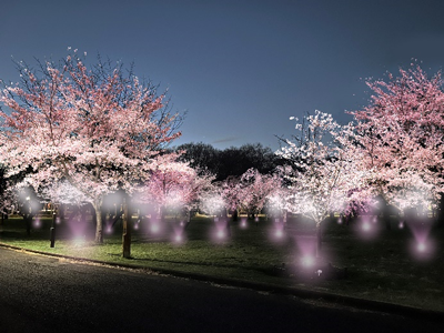 桜の開花にあわせて都立公園をライトアップ｜東京都